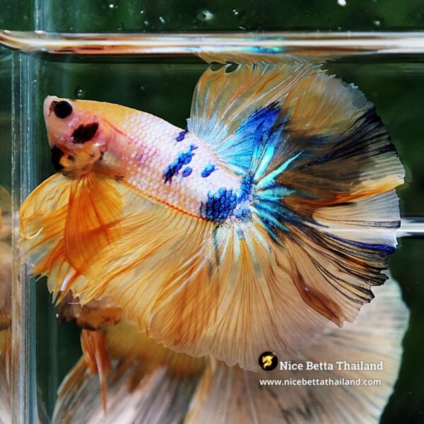 Betta Fish Fancy Sunset Pearl OHM - Image 6