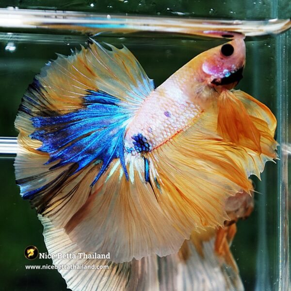 Betta Fish Fancy Sunset Pearl OHM - Image 7