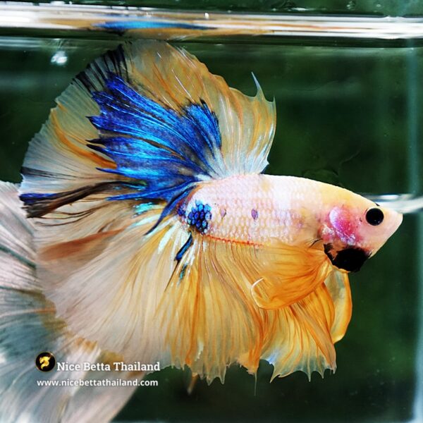 Betta Fish Fancy Sunset Pearl OHM - Image 5