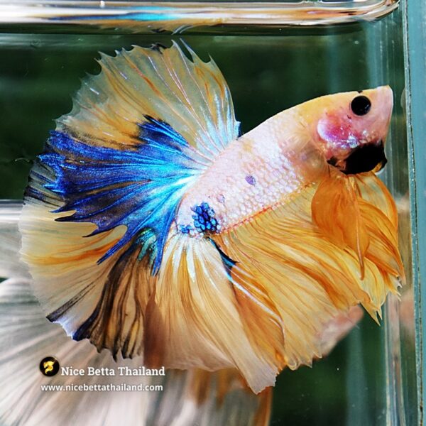 Betta Fish Fancy Sunset Pearl OHM - Image 3