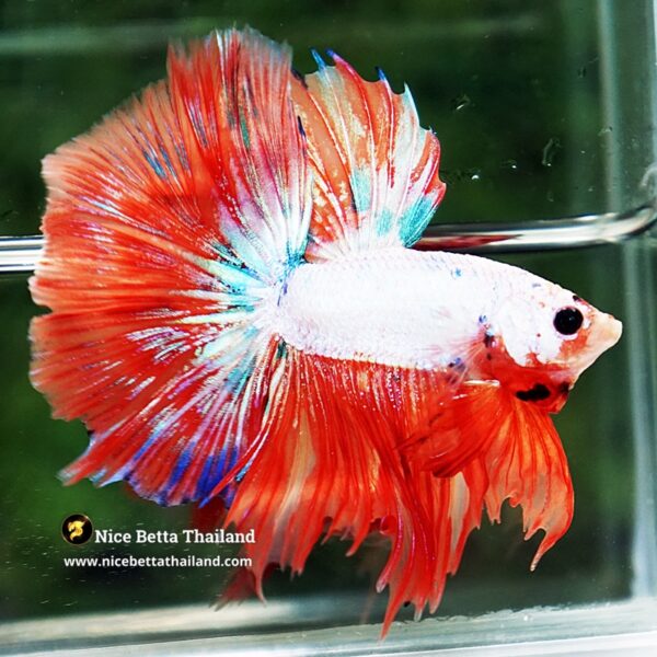 Betta Fish Flame Orange Crystals Dot HM - Image 5
