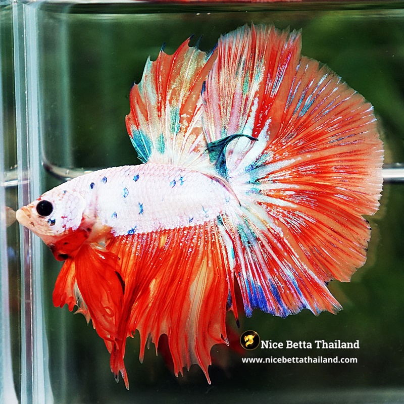Betta Fish Flame Orange Crystals Dot HM