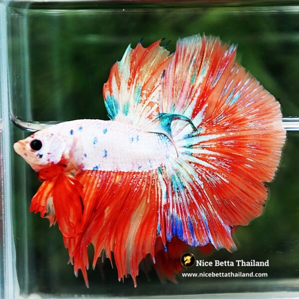 Betta Fish Flame Orange Crystals Dot HM - Image 6