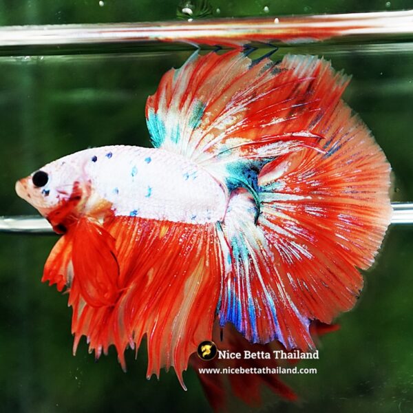 Betta Fish Flame Orange Crystals Dot HM - Image 4