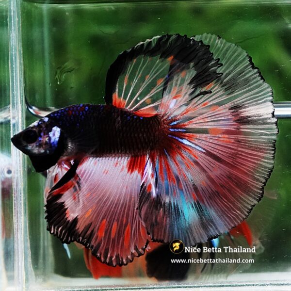 Betta Fish Dark Mirage HM - Image 4