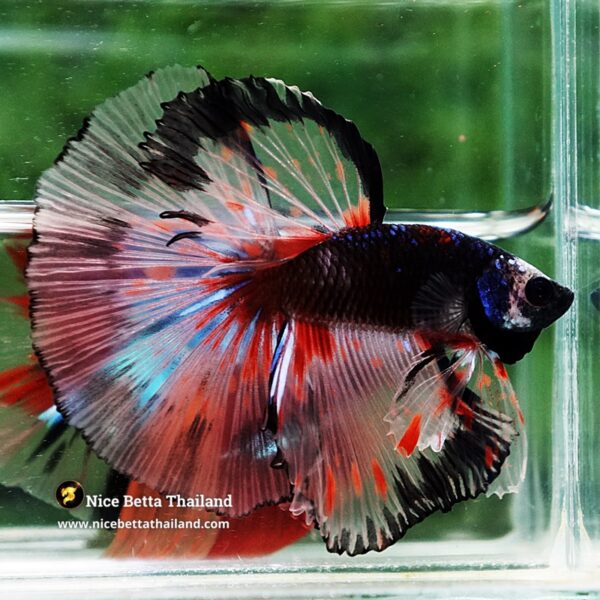 Betta Fish Dark Mirage HM - Image 3