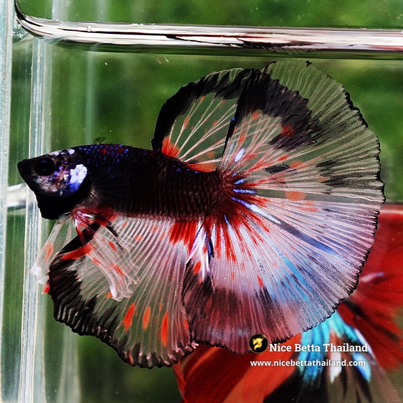 Betta Fish Dark Mirage HM