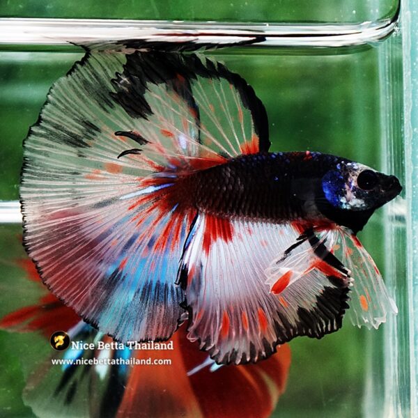 Betta Fish Dark Mirage HM - Image 5