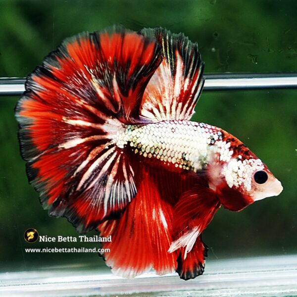 Betta Fish Ghost Ember Copper OHM - Image 3
