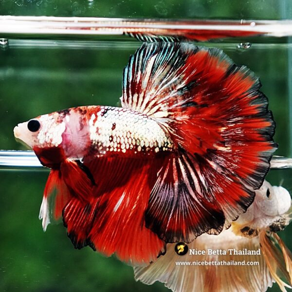 Betta Fish Ghost Ember Copper OHM - Image 6