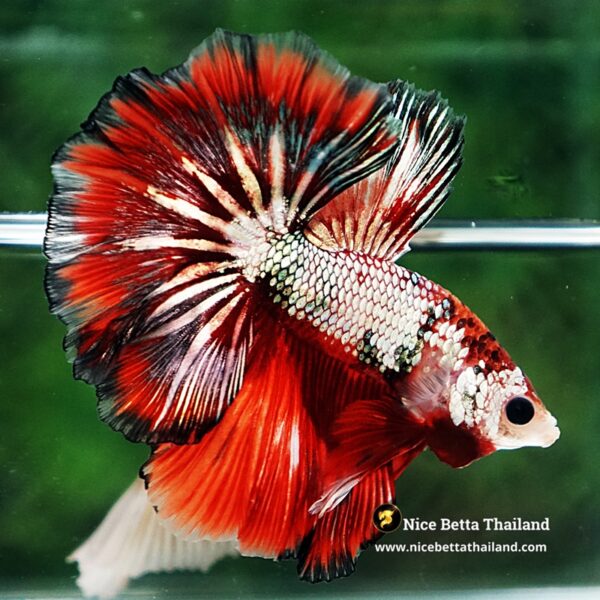 Betta Fish Ghost Ember Copper OHM - Image 7