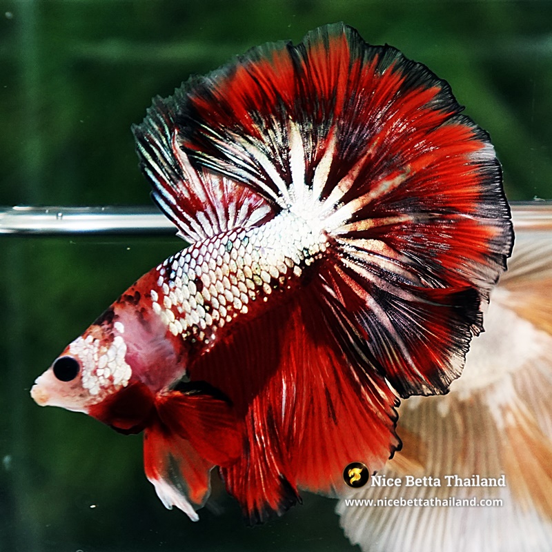 Betta Fish Ghost Ember Copper OHM
