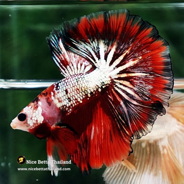 Betta Fish Ghost Ember Copper OHM - Image 8