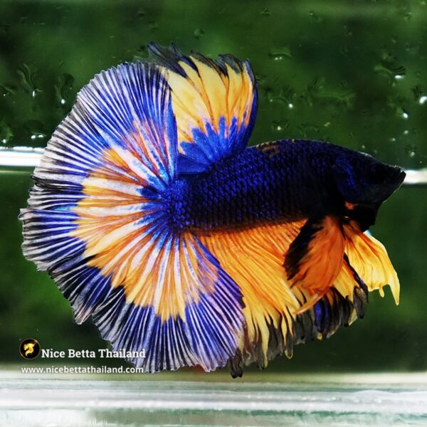 Betta Fish Mirage Blue Mustard Gas Black Ring OHM - Image 4