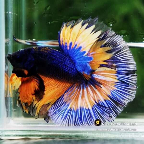 Betta Fish Mirage Blue Mustard Gas Black Ring OHM - Image 3