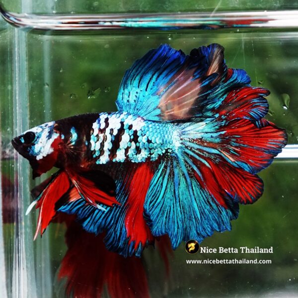 Betta Fish Thunder warrior Black Scaft White Helmet Feathertail OHM - Image 5