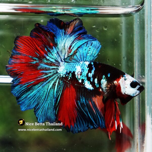 Betta Fish Thunder warrior Black Scaft White Helmet Feathertail OHM - Image 6