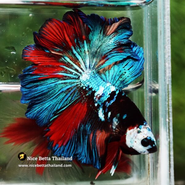 Betta Fish Thunder warrior Black Scaft White Helmet Feathertail OHM - Image 7
