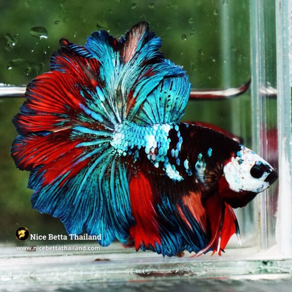 Betta Fish Thunder warrior Black Scaft White Helmet Feathertail OHM - Image 2