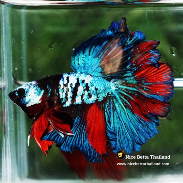 Betta Fish Thunder warrior Black Scaft White Helmet Feathertail OHM - Image 3