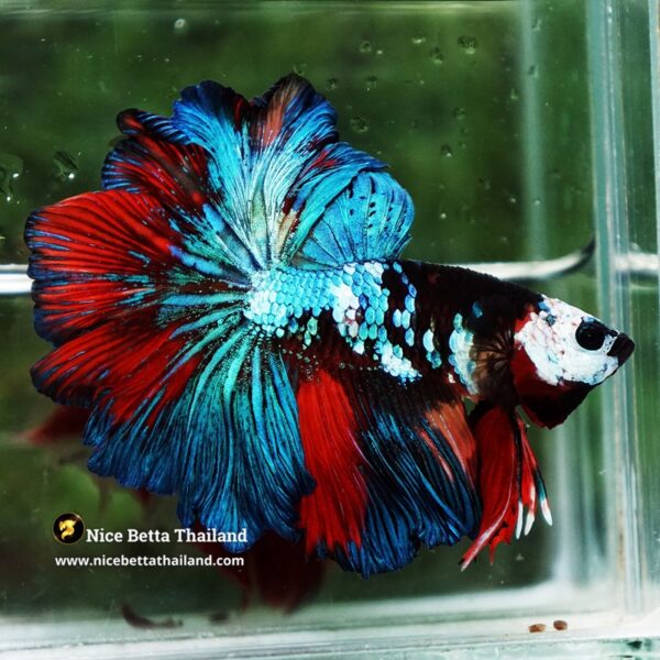 Betta Fish Thunder warrior Black Scaft White Helmet Feathertail OHM - Image 4