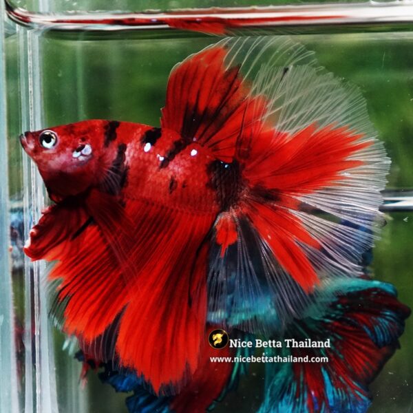 Betta Fish Ruby Tiger Overlord Koi OHM - Image 2