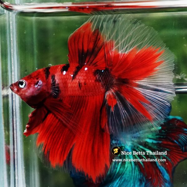 Betta Fish Ruby Tiger Overlord Koi OHM - Image 6