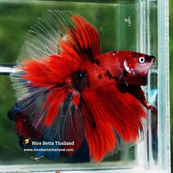 Betta Fish Ruby Tiger Overlord Koi OHM - Image 3