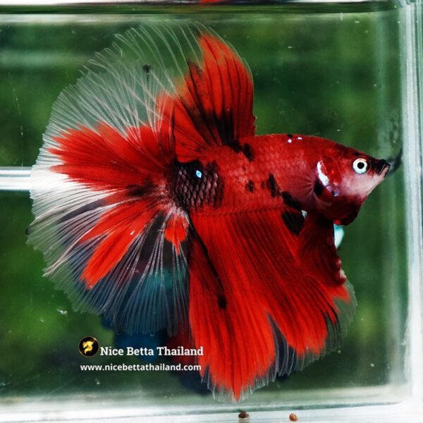 Betta Fish Ruby Tiger Overlord Koi OHM - Image 7