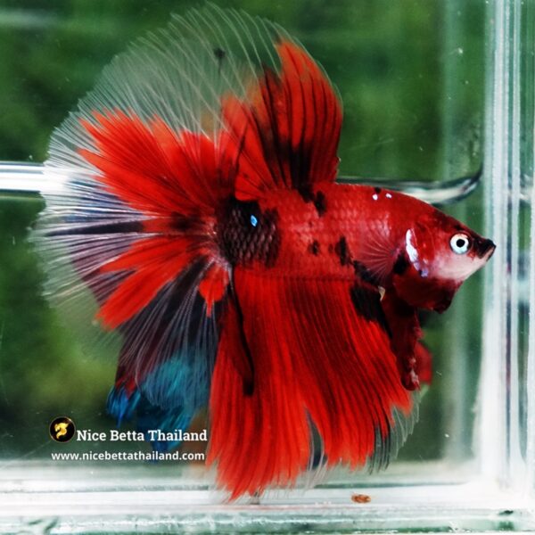 Betta Fish Ruby Tiger Overlord Koi OHM - Image 5