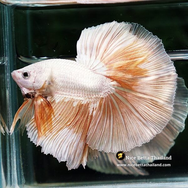 Betta Fish Golden Mist Dragon Hawk OHM - Image 5