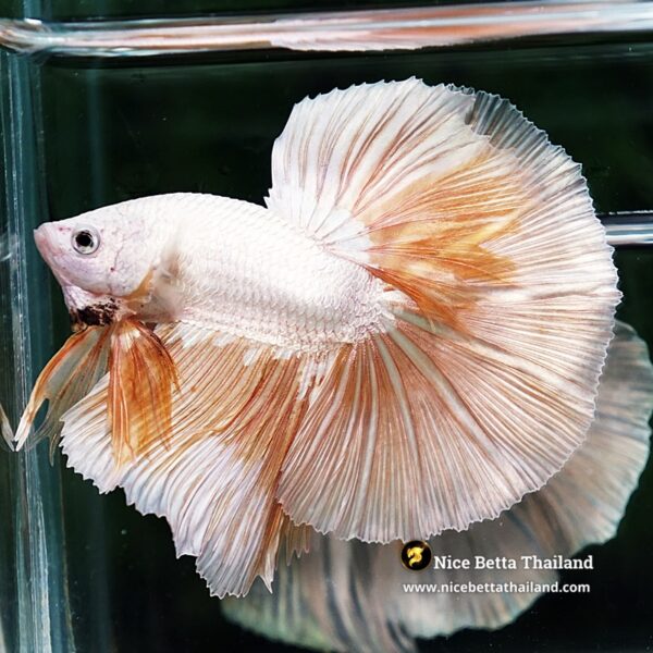 Betta Fish Golden Mist Dragon Hawk OHM - Image 3