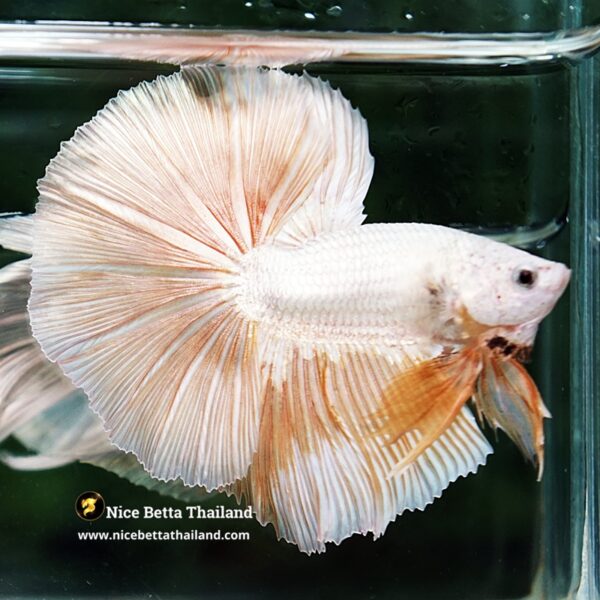 Betta Fish Golden Mist Dragon Hawk OHM - Image 6