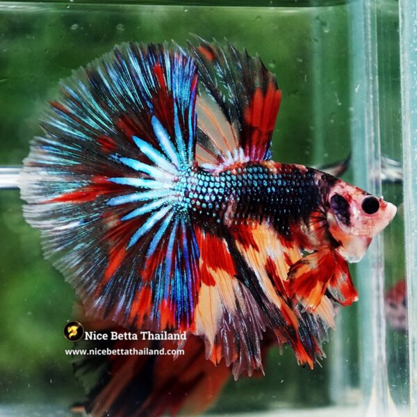 Betta Fish Blazing Siam Peacock Hawk OHM - Image 3