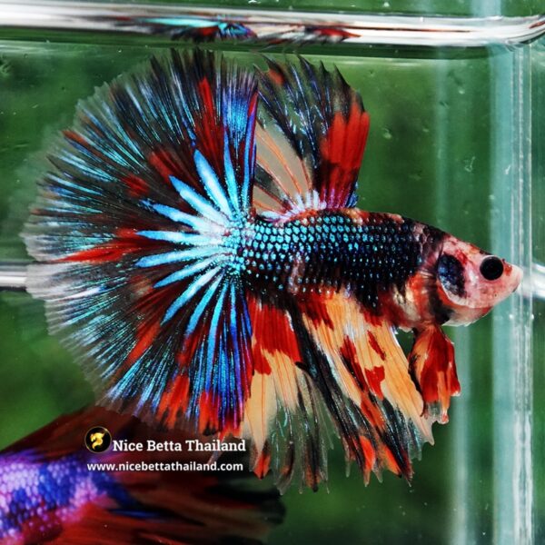 Betta Fish Blazing Siam Peacock Hawk OHM - Image 5