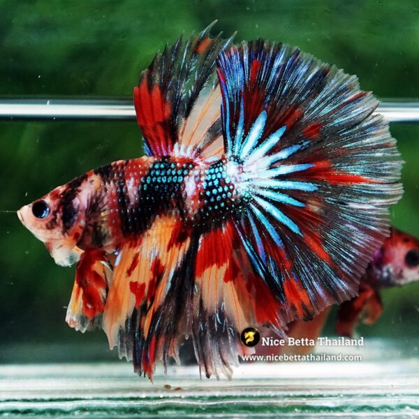 Betta Fish Blazing Siam Peacock Hawk OHM - Image 4