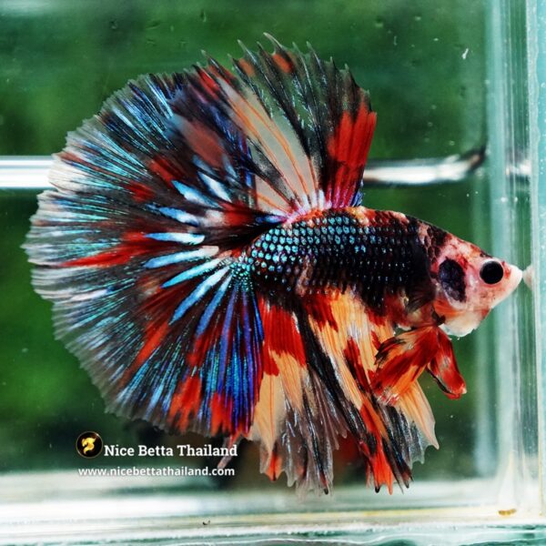 Betta Fish Blazing Siam Peacock Hawk OHM - Image 7