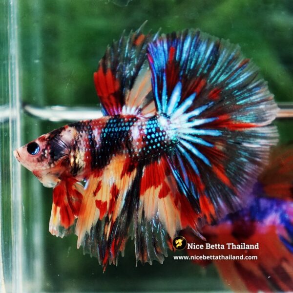 Betta Fish Blazing Siam Peacock Hawk OHM - Image 6