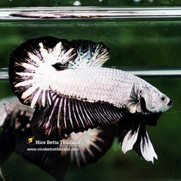 Betta Fish Black Dragon Moonshadow OHMPK - Image 4