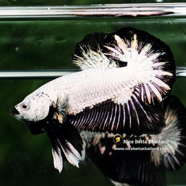 Betta Fish Black Dragon Moonshadow OHMPK - Image 3