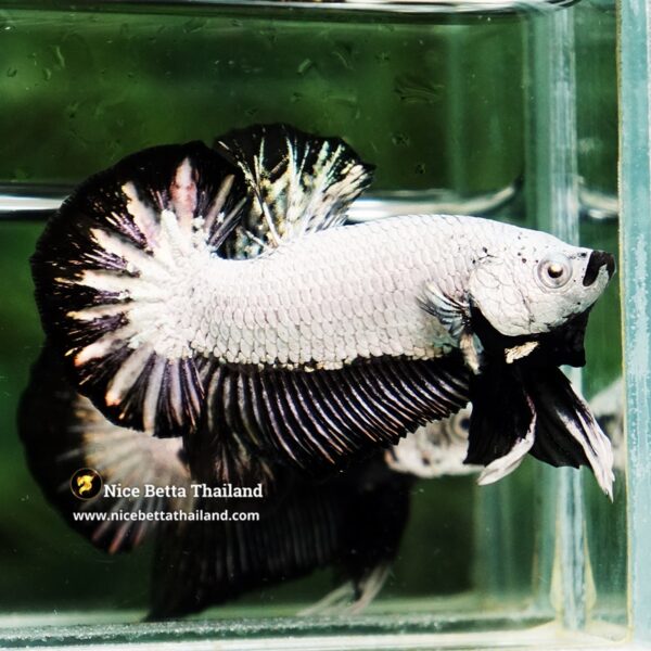 Betta Fish Black Dragon Moonshadow OHMPK - Image 5