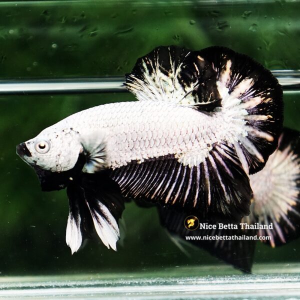 Betta Fish Black Dragon Moonshadow OHMPK - Image 6