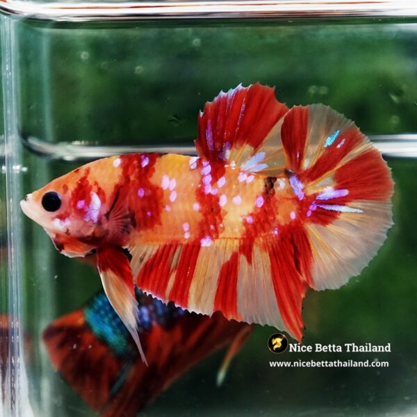 Betta Fish Fire Blossom Star Koi HMPK (Competiton Grade) - Image 5