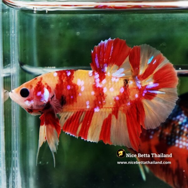 Betta Fish Fire Blossom Star Koi HMPK (Competiton Grade) - Image 3