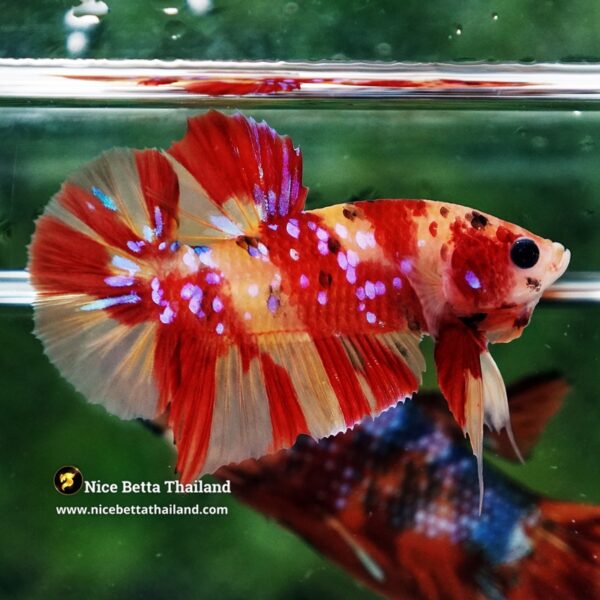 Betta Fish Fire Blossom Star Koi HMPK (Competiton Grade) - Image 4