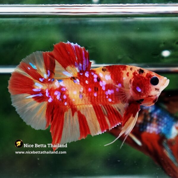 Betta Fish Fire Blossom Star Koi HMPK (Competiton Grade) - Image 6