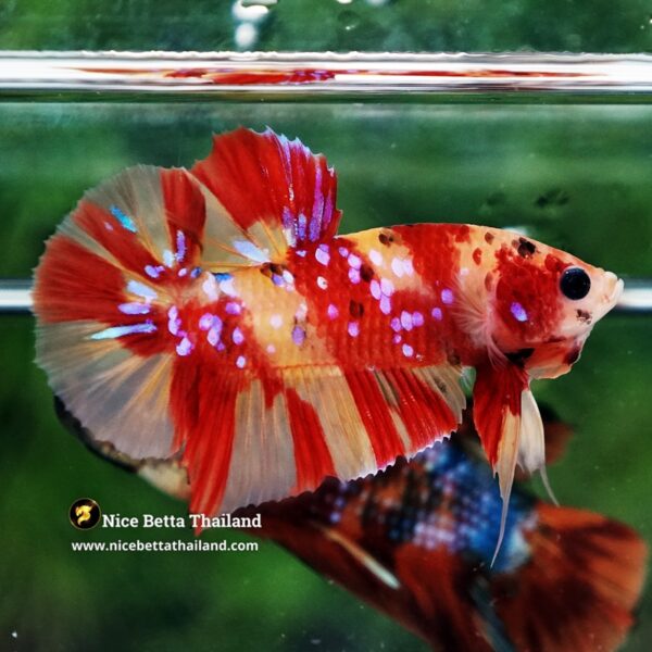 Betta Fish Fire Blossom Star Koi HMPK (Competiton Grade) - Image 7