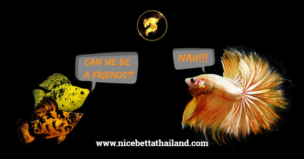 Betta fish with Molly fish make friends