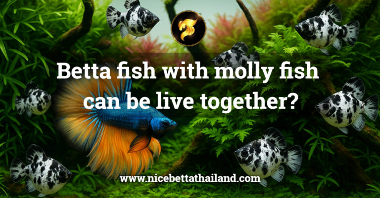 Betta fish with molly fish can be live together