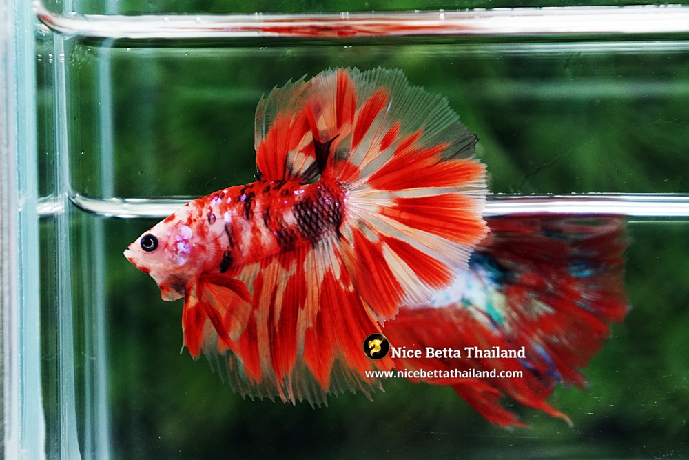 Competition Grade Betta Fish by Nice Betta Thailand